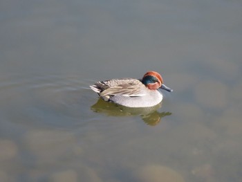 Eurasian Teal 大室公園 Sat, 2/24/2024