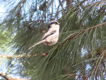 Long-tailed Tit 大室公園 Sat, 2/24/2024