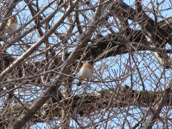 Brambling 大室公園 Sat, 2/24/2024