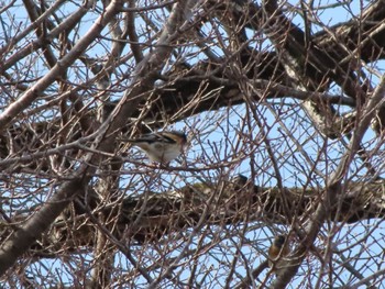 Brambling 大室公園 Sat, 2/24/2024