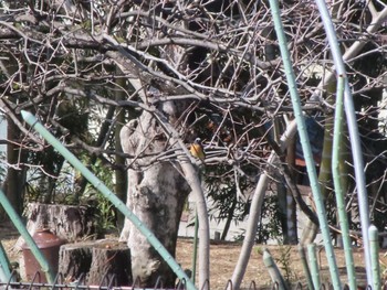 Daurian Redstart 大室公園 Sat, 2/24/2024