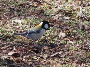 Japanese Tit 大室公園 Sat, 2/24/2024