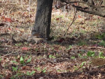 Hawfinch 大室公園 Sat, 2/24/2024