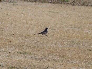 White Wagtail 大室公園 Sat, 2/24/2024