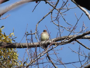 Japanese Waxwing 大室公園 Sat, 2/24/2024