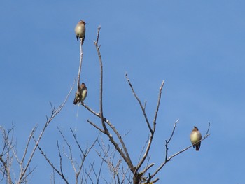 Japanese Waxwing 大室公園 Sat, 2/24/2024