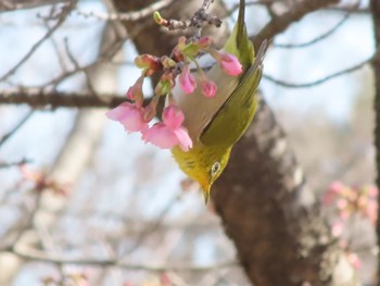 メジロ 大室公園 2024年2月24日(土)