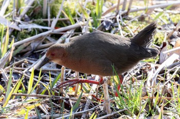 Ruddy-breasted Crake Maioka Park Sat, 2/24/2024