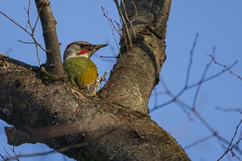Japanese Green Woodpecker 善福寺公園 Sat, 2/24/2024