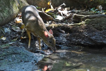 未同定 プーキィアオ野生動物保護区 2020年2月11日(火)