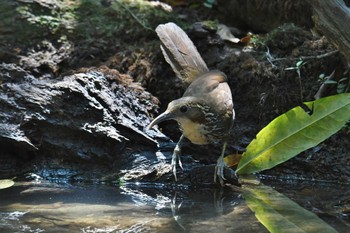 オオマルハシ プーキィアオ野生動物保護区 2020年2月11日(火)