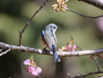 Red-flanked Bluetail 茨城県 Sat, 2/24/2024