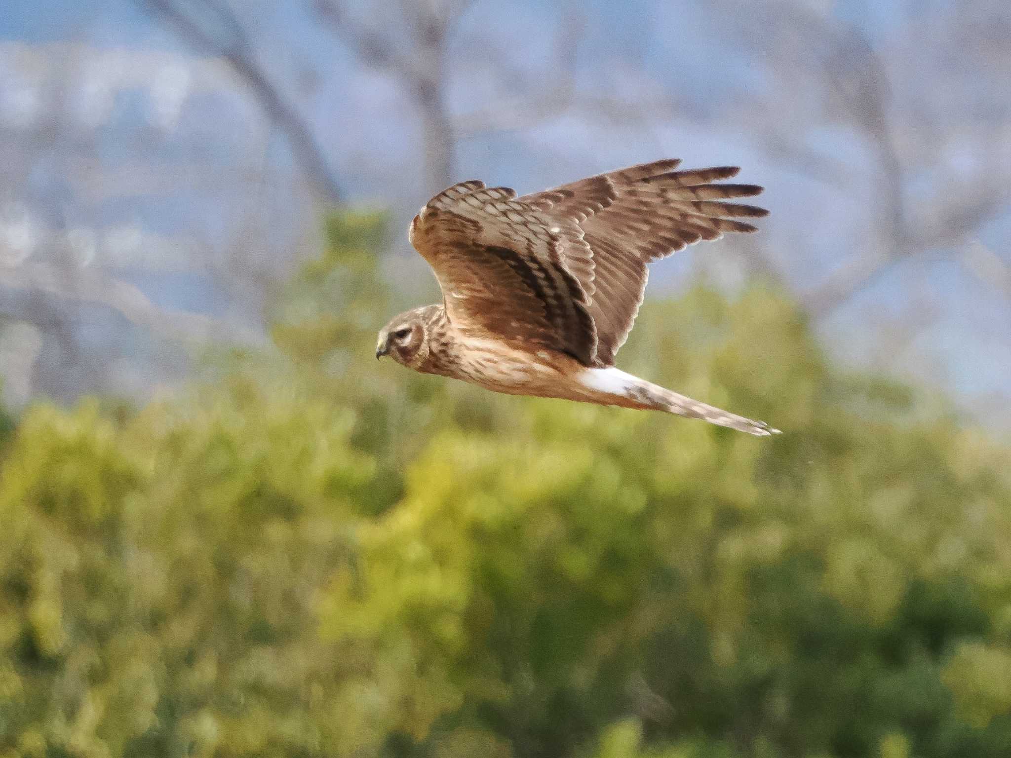 Photo of Hen Harrier at 平城宮跡 by Tetsuya