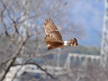 Hen Harrier 平城宮跡 Sat, 2/24/2024