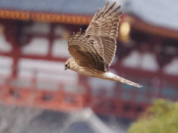 Hen Harrier 平城宮跡 Sat, 2/24/2024