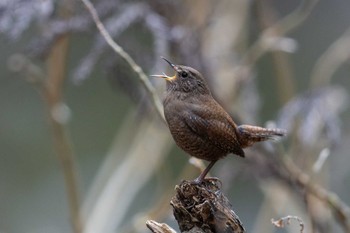 Eurasian Wren Unknown Spots Sat, 2/24/2024