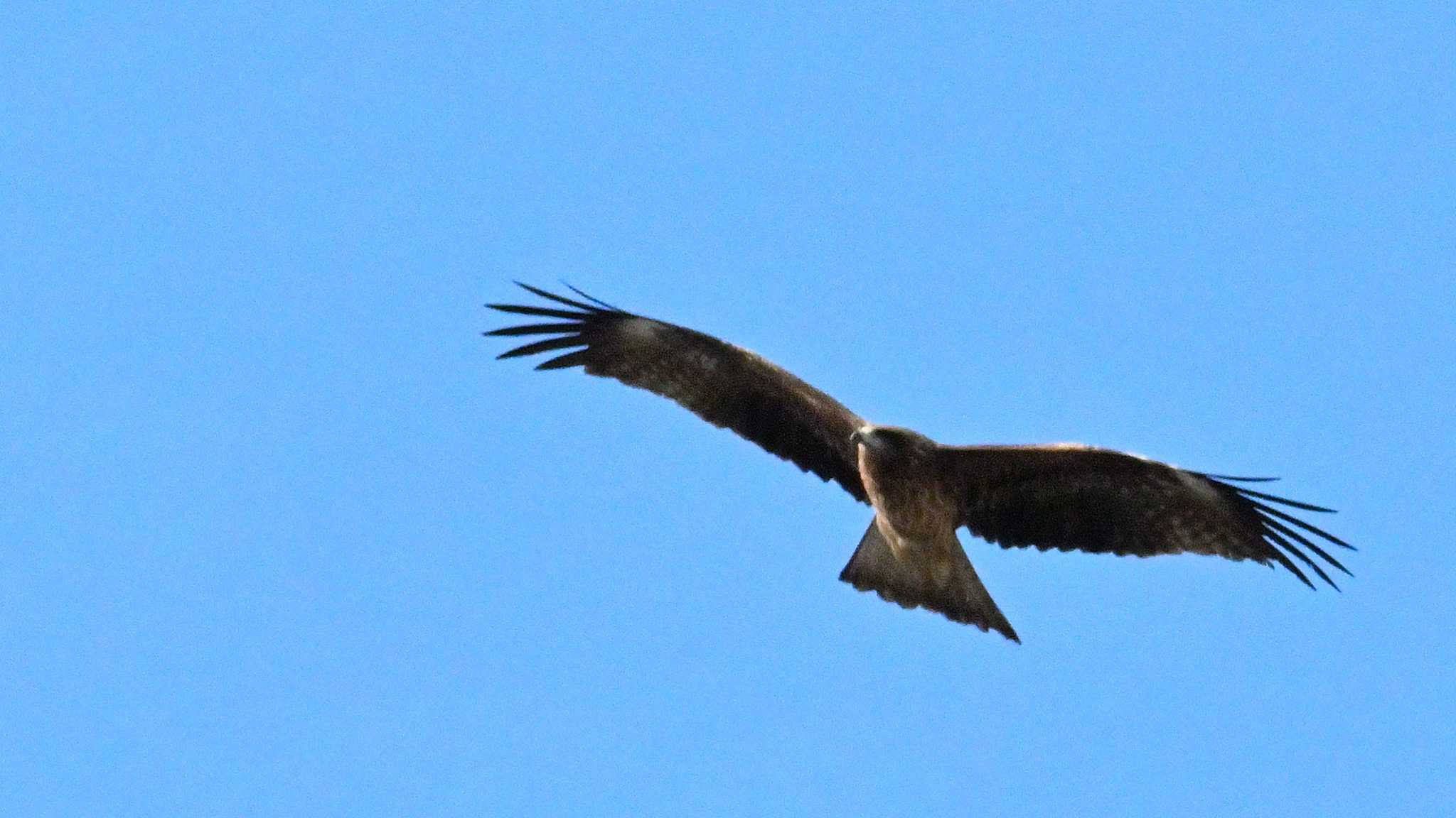 Black Kite