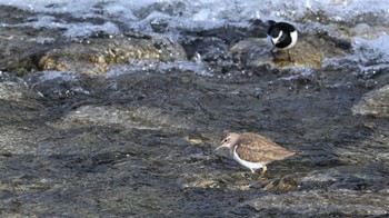 Common Sandpiper 鴨川 Sat, 2/24/2024