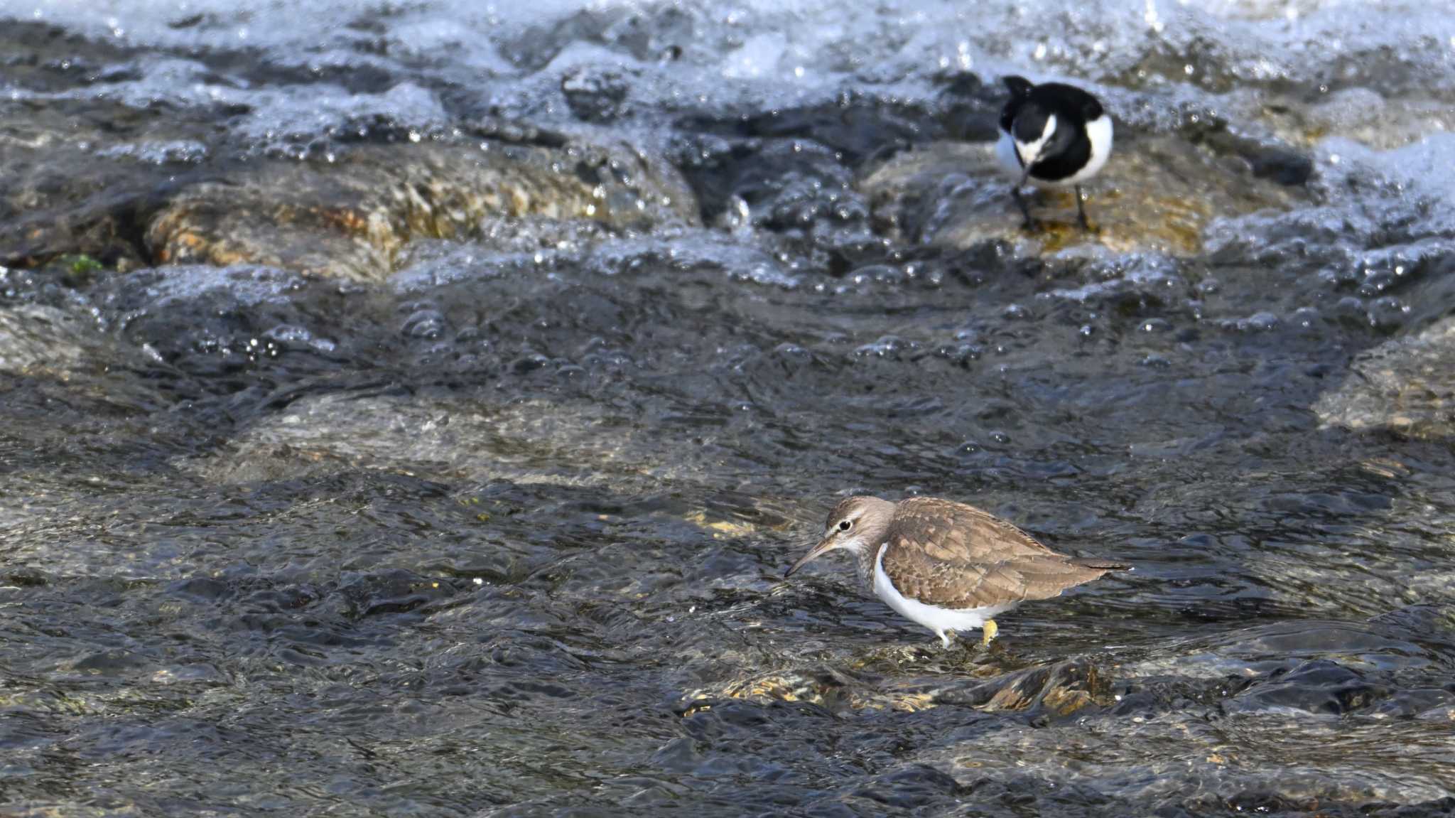 Common Sandpiper