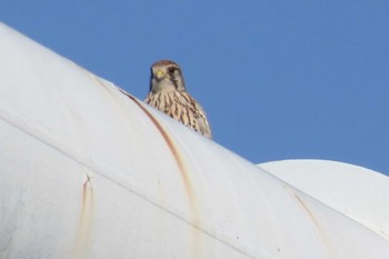 2024年2月24日(土) 三郷河川敷の野鳥観察記録