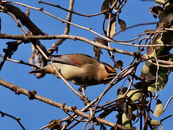 Sat, 2/24/2024 Birding report at Asaba Biotope