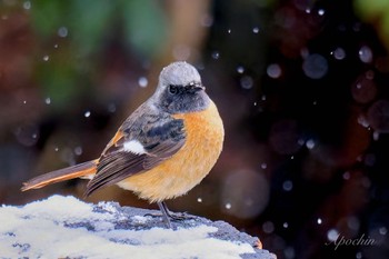 Daurian Redstart 西湖野鳥の森公園 Fri, 2/23/2024