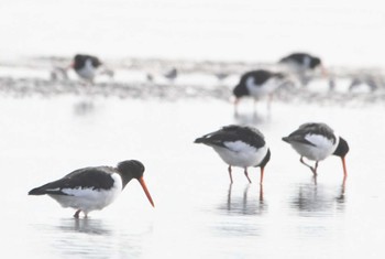 Eurasian Oystercatcher Sambanze Tideland Sun, 2/18/2024