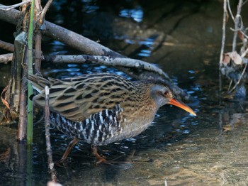 Mon, 2/12/2024 Birding report at Teganuma