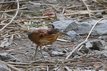 Von Schrenck's Bittern Unknown Spots Wed, 10/10/2018