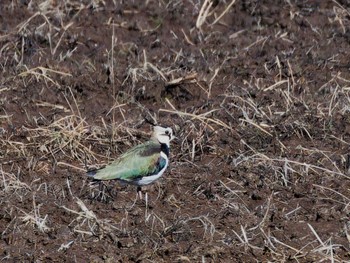 2024年2月11日(日) 江戸崎(稲波干拓地)の野鳥観察記録