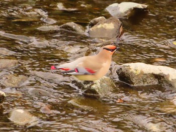 2024年2月24日(土) 境川の野鳥観察記録