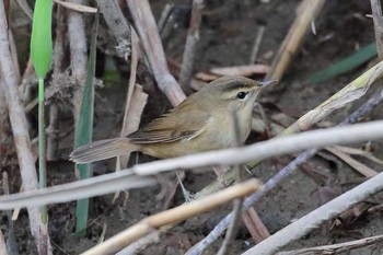 Black-browed Reed Warbler Unknown Spots Wed, 10/10/2018