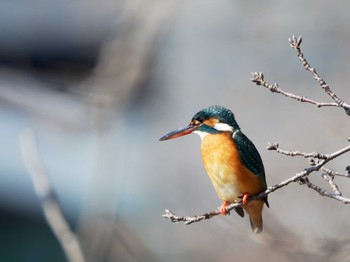 カワセミ 手賀沼 2024年2月18日(日)