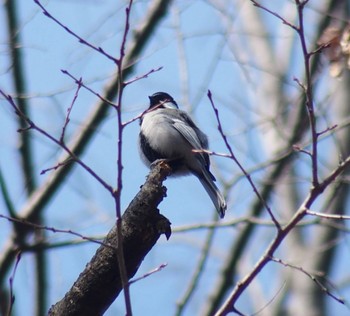 Willow Tit 神代植物公園 Sat, 2/24/2024