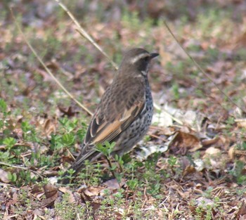 Dusky Thrush 神代植物公園 Sat, 2/24/2024