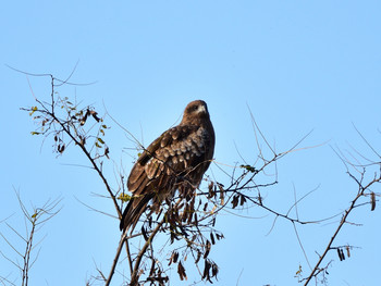 Black Kite 東京12 Sat, 11/24/2018