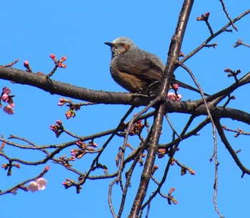 Brown-eared Bulbul 神代植物公園 Sat, 2/24/2024