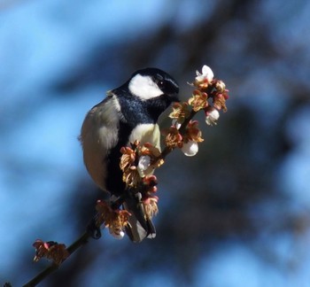 Japanese Tit 神代植物公園 Sat, 2/24/2024