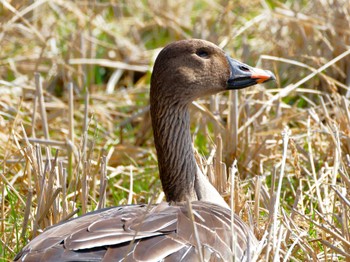 Sat, 2/24/2024 Birding report at Teganuma