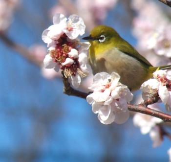 Warbling White-eye 神代植物公園 Sat, 2/24/2024