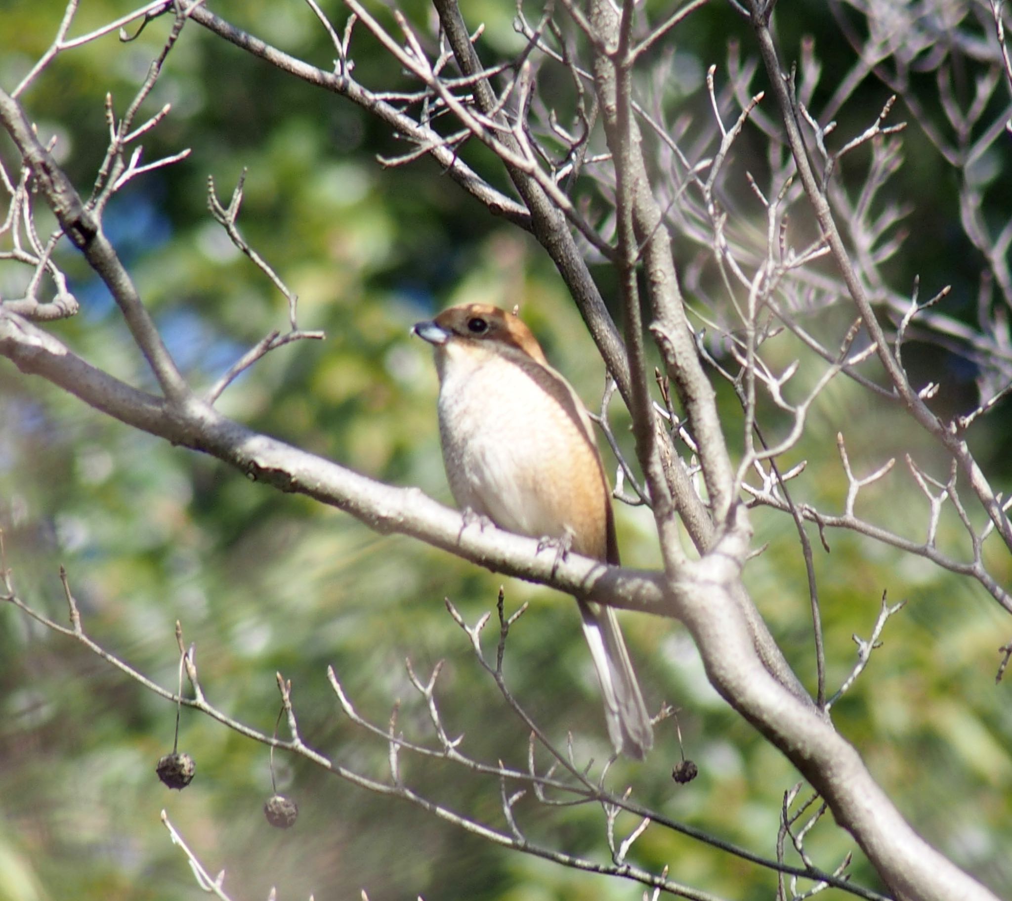 Bull-headed Shrike