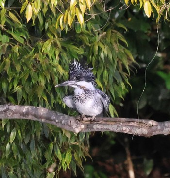 Crested Kingfisher 福岡県内 Sat, 2/24/2024