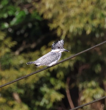 Crested Kingfisher 福岡県内 Sat, 2/24/2024