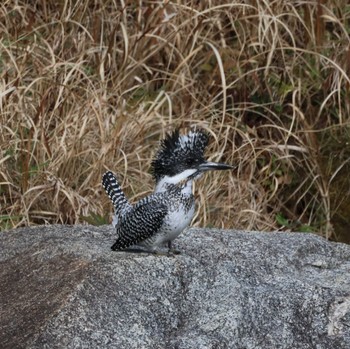 Crested Kingfisher 福岡県内 Sat, 2/24/2024