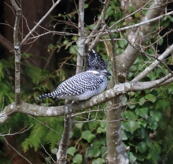 Crested Kingfisher 福岡県内 Sat, 2/24/2024