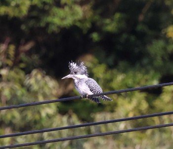 Crested Kingfisher 福岡県内 Sat, 2/24/2024