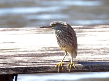 Chinese Pond Heron Teganuma Sat, 2/24/2024