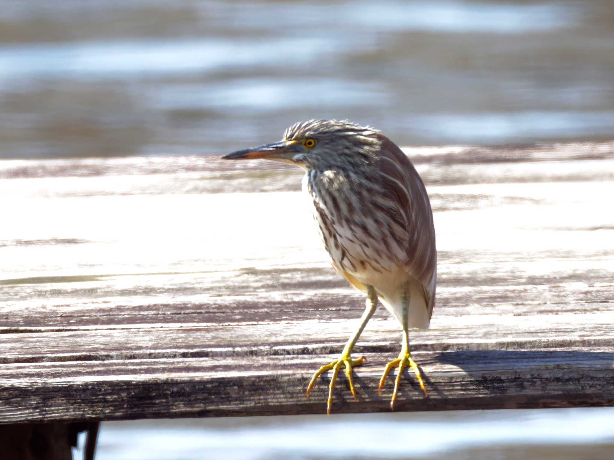 Chinese Pond Heron