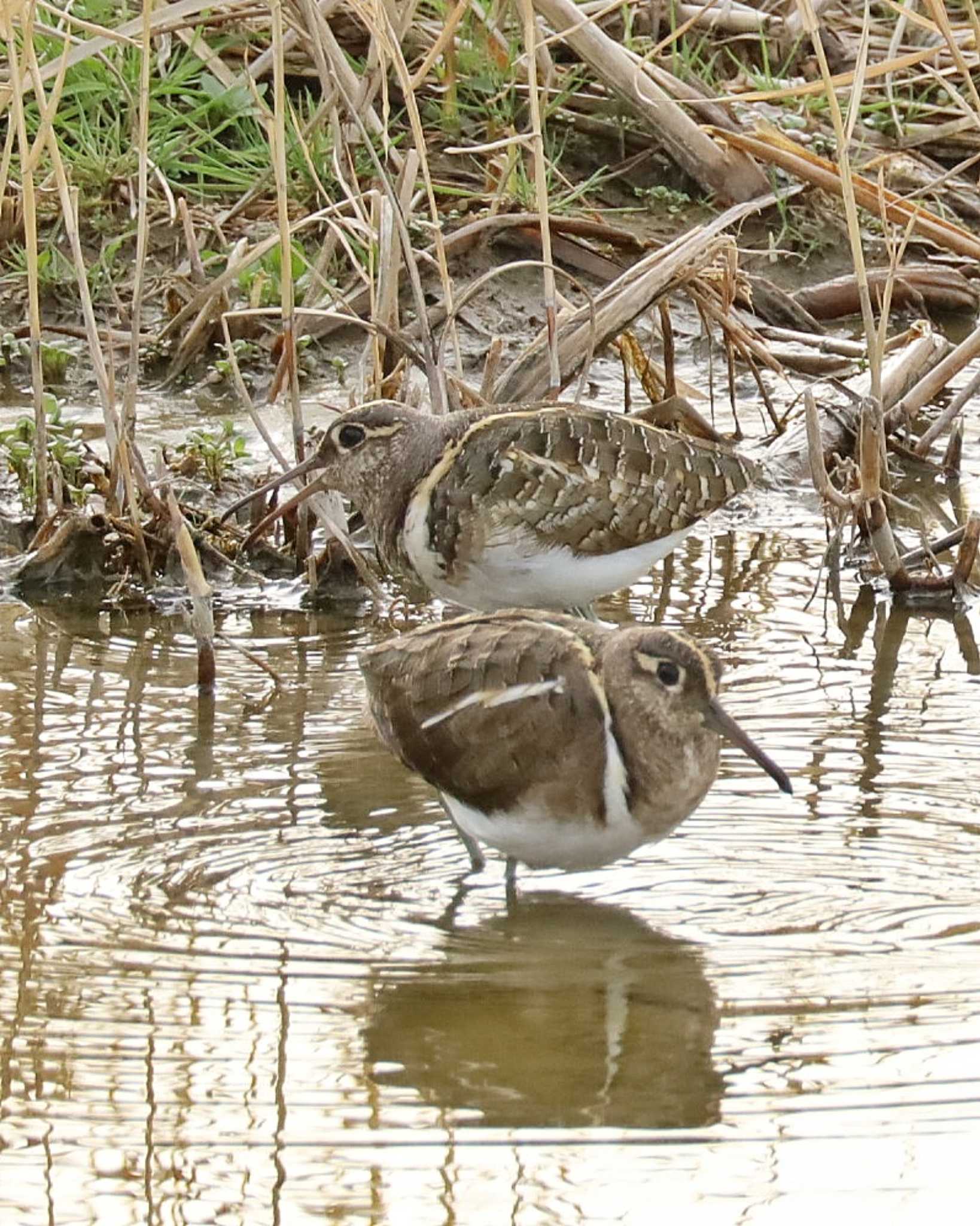 Photo of Greater Painted-snipe at 真田湧水池 by ruri