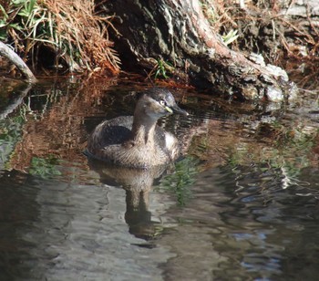 Little Grebe 神代植物公園 Sat, 2/24/2024